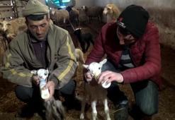 İkiz kuzuları biberonla besliyorlar