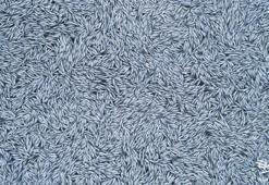 Fransa açıklarında 100 binden fazla ölü mavi mezgit balığı bulundu