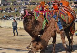 Deve güreşi festivali renkli görüntülere sahne oldu