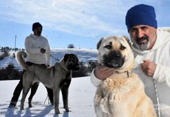 Kangal köpeği insana yönelik 'öldür', 'saldır' veya 'ısır' komutuna uymuyor