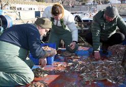 Tekirdağlı balıkçıların umudu karides