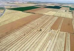 Hububat ihracatı yüzde 41 arttı; Hindistan’a rekor ihracat