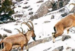 Aladağlar'da yaban keçisi sayısı 2 bin 362'ye yükseldi