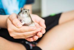 Hong Kong’da Hamsterlardan insanlara Kovid-19 virüsü bulaştı