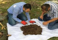 Kahramanmaraş'ta yeni örümcek cinsi keşfedildi
