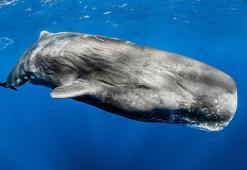 Türkiye kıyılarındaki balinalar tehlikede