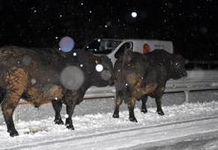 TIR devrildi, anguslar yola düştü