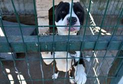 Yasaklı ırk köpekler, barınakta ölümü bekliyor