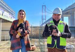 1915 Çanakkale Köprüsü'ne can dostlar için barınak