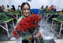 Antalya'dan Avrupalı sevgililere 65 milyon dal çiçek