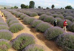 139 çeşit tıbbi aromatik ve süs bitkisine hazine desteği
