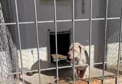 Baronun barınak ziyaretinde 'yasaklı ırk' gerginliği