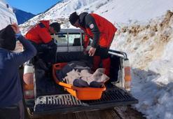 Sakatlanan genç kayakçı, kamyonet kasasında hastaneye taşındı