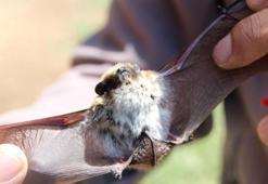 Salda Gölü'nde alaca sansar ve cüce yarasa görüldü