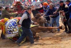 Deve güreşi festivalini binlerce kişi izledi