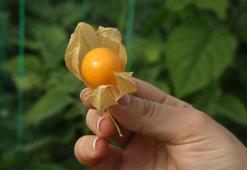 Altın çileğin fiyatı da altın gibi