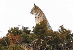 Sivas'ta nesli tükenme tehlikesi altındaki vaşak görüntülendi