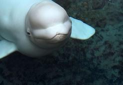 Kanada’dan gelen 5 beyaz balinanın ikincisi de öldü