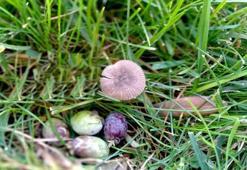 Kuşadası'ndaki milli park, bilimsel çalışmalara ev sahipliği yapıyor