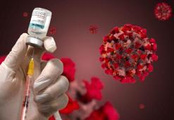 Turkovac'ı geliştiren Prof. Dr. Özdarendeli: Çalışmalarımızda trasgenik fare ve gelincikleri kullandık