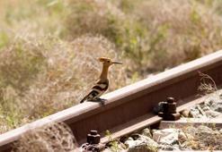 Raylar üzerinde 15 yılda 21 kuş türü görüntüledi