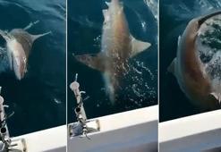Antalya'da oltaya takılan dev köpek balığı kamerada