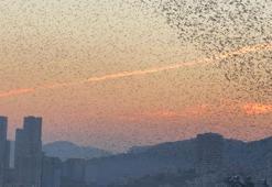 Sığırcıkların gökyüzündeki dansı; kamerada