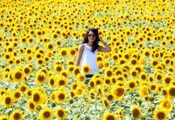 Türkiye’de çerezlik ayçiçeği, en fazla Tuz Gölü Havzası'nda üretildi