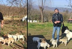 Tüfekle vurulan köpeğin 7 yavrusu başında bekledi