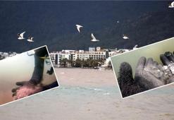 Büyük orman yangını sonrası Marmaris'te erozyon riski ve kirlilik tehdidi