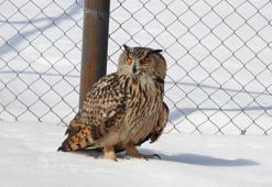 Prof. Dr. Aslan: Bu yıl kış şartlarına bağlı hasta hayvan sayısı 5'e katlandı