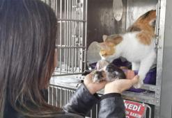 2 avuca sığan 3 mucize