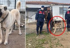 Çaldığı köpeği tanınmaması için siyaha boyayan şüpheli yakalandı