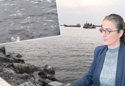 Prof. Dr. Okyar: Marmara Denizi'nde şu an bir müsilaj var