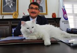 Başkan, işitme engelli kedisi 'Pamuk'a makam odasında bakıyor
