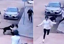 Çalıştığı okulun önünde Rottweiler cinsi köpeğin saldırısında yaralandı; o anlar kamerada