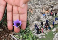 Halfeti Koku Festivali'nde 'Mezopotamya sümbülü' için 6 kilometre yürüdüler