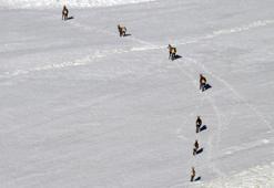 Dünyada en nadir görülen dağ keçisi türü 'şamua'lar, Tunceli’de görüntülendi
