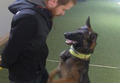 Uzmanlardan uyarı: Köpekleri yetiştirme tarzı çok kritik