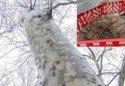 Çırağan Caddesi'ndeki kanserli 112 çınar kesildi