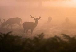 15 kızıl geyik, mahkeme kararıyla kurtuldu