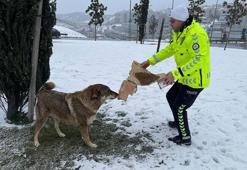 Bağcılar'da trafik polisleri sokak hayvanlarını besledi