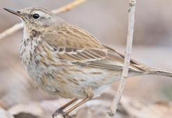 13 yıl sonra yeniden görüntülendi