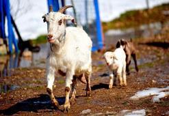 Manavgat yangınından yaralı kurtulan keçi 'Damla', 2 yavru dünyaya getirdi