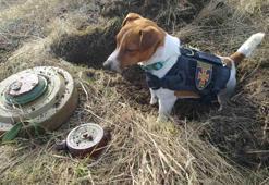Çernihiv’in bomba arama köpeği ‘Patron’, kentin maskotu oldu