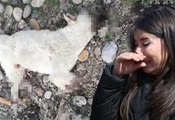 Tunceli’de bacakları kesilmiş ölü sokak köpeği bulundu