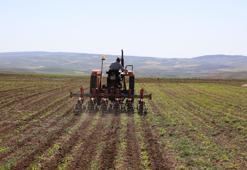 Türkşeker pancar avans fiyatını artırdı