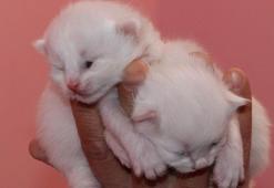 Van kedileri, yılın ilk yavrularını dünyaya getirdi