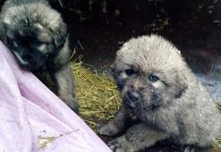 İş makinesi operatörü, kurtardığı yavru keçi ve köpeklerin üzerlerini örtüyle kapattı
