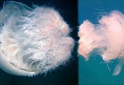 Akdeniz sahillerindeki artan denizanaları için 'Temastan kaçının' uyarısı